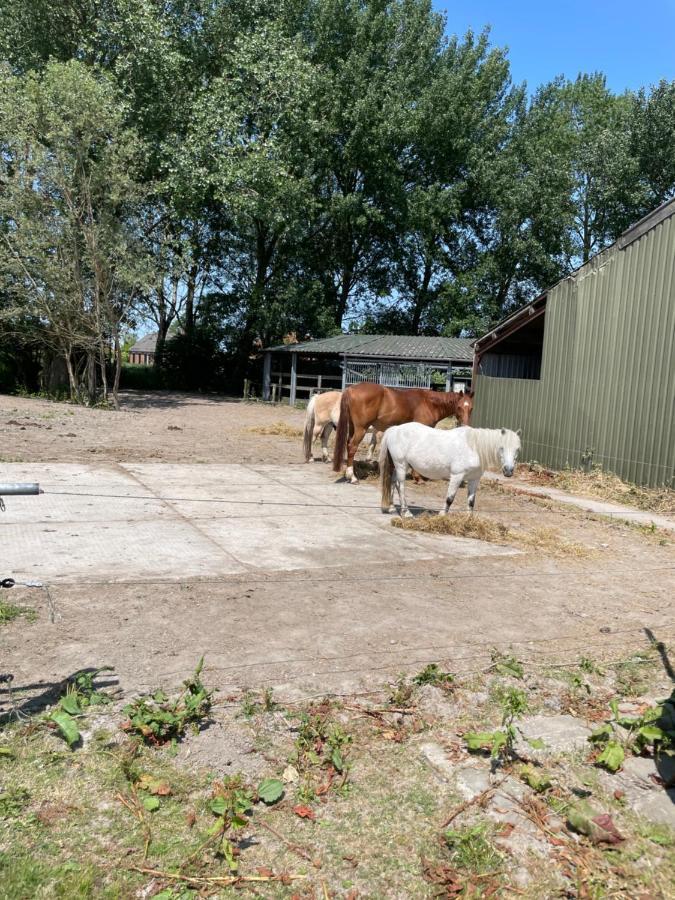 לינה וארוחת בוקר Garnwerd The Horse Farm מראה חיצוני תמונה